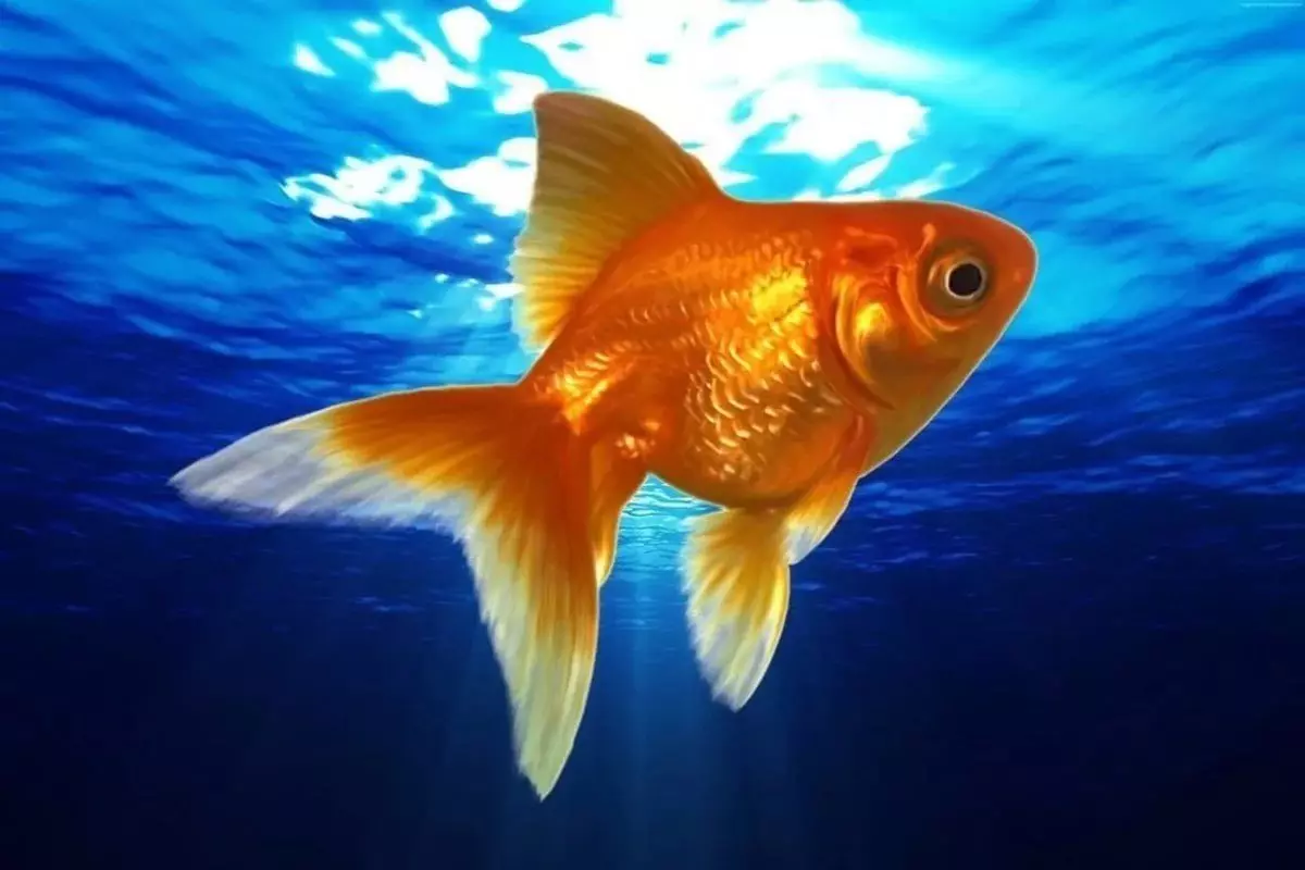 Fish 망원경 (36 장 사진) : 검은 색과 금색의 수족관 물고기의 내용의 특징, 수족관을 치료하는 기초. 그런 물고기는 누구이며 얼마나 살고 있습니까? 22300_34