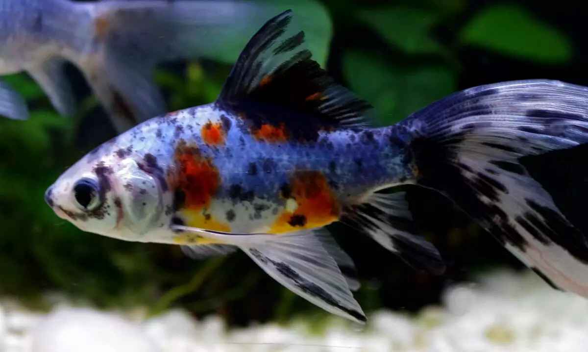 مچھلی دوربین (36 فوٹو): سیاہ اور سونے کے رنگوں کی ایکویریم مچھلی کی خصوصیات، ایکویریم کی دیکھ بھال کی بنیادی باتیں. اس طرح کی مچھلی کون ہیں اور وہ کتنی رہتے ہیں؟ 22300_35