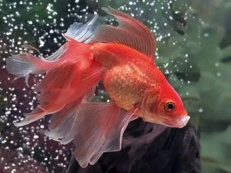 Fish 망원경 (36 장 사진) : 검은 색과 금색의 수족관 물고기의 내용의 특징, 수족관을 치료하는 기초. 그런 물고기는 누구이며 얼마나 살고 있습니까? 22300_36