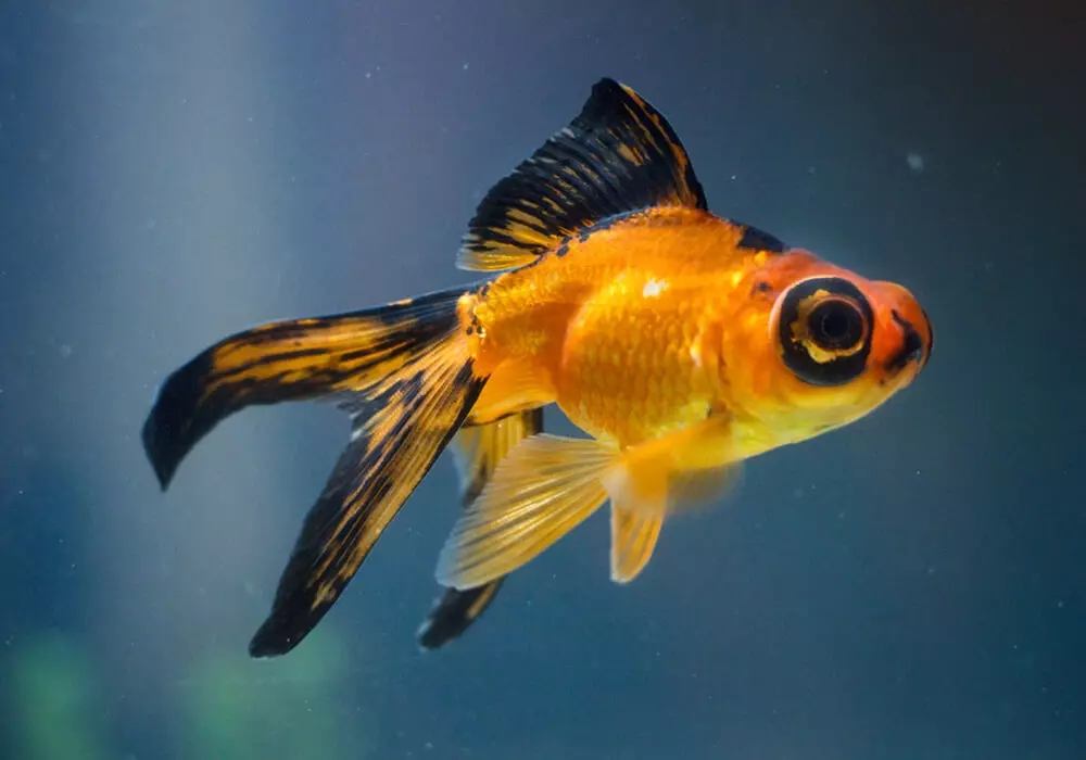 Fish 망원경 (36 장 사진) : 검은 색과 금색의 수족관 물고기의 내용의 특징, 수족관을 치료하는 기초. 그런 물고기는 누구이며 얼마나 살고 있습니까? 22300_4