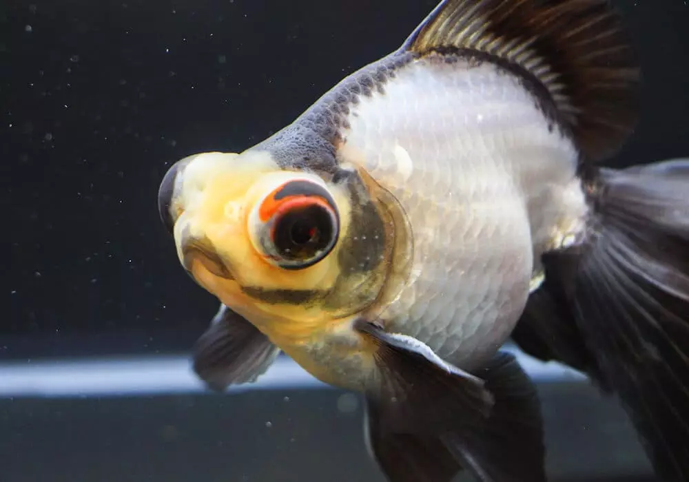 Рибен телескоп (36 фотографии): Карактеристики на содржината на аквариум риба на црни и златни бои, основите на грижа за аквариум. Кои се такви риби и колку живеат? 22300_9