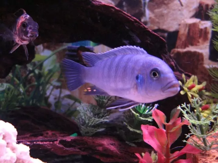 Zebra Cichlid (16 ფოტო): წითელი და ლურჯი, ნარინჯისფერი და მარმელადი, ლურჯი, ყვითელი და ზოლიანი სახეობები ქალები და მამაკაცი ზებრა ციჩლიდა 22301_10