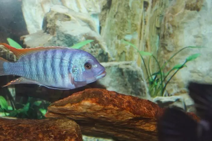 Zèb cichlid (16 foto): wouj ak ble, zoranj ak konfitur, ble, jòn ak reye varyete de fanm ak gason zèb tsichlida 22301_11