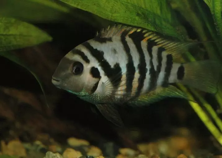 Zebra cichlid (16 fotografií): červená a modrá, oranžová a marmeláda, modré, žlté a pruhované odrody žien a mužov Zebra Tsichlida 22301_12