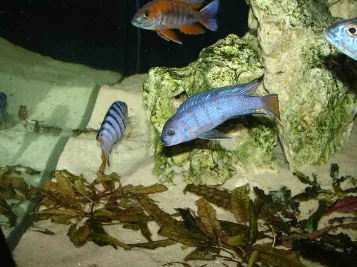 Zebra Cichlid (16 Foto): Abang, Biru, Biru, Oranye lan Marmalade, Biru, Kuning lan Striped saka Badhak wadon lan lanang Tsichlida 22301_16