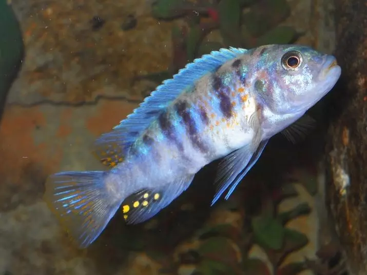 Zebra Cichlid (16 사진) : 빨간색과 파란색, 주황색 및 마멀레이드, 파란색, 노란색 및 스트라이프 여성 및 남성의 얼룩말 Tsichlida 22301_2