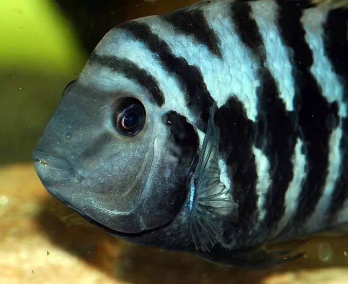 Zebra Cichlid (16 புகைப்படங்கள்): சிவப்பு மற்றும் நீலம், ஆரஞ்சு மற்றும் மால்கத்தேட், நீலம், மஞ்சள் மற்றும் மஞ்சள் மற்றும் பெண்கள் கோடுகள் மற்றும் மாளிகைகள் Zebra tsichlida 22301_3