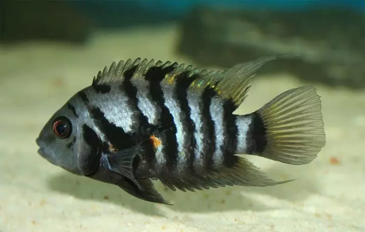 Zebra Cichlid (16 புகைப்படங்கள்): சிவப்பு மற்றும் நீலம், ஆரஞ்சு மற்றும் மால்கத்தேட், நீலம், மஞ்சள் மற்றும் மஞ்சள் மற்றும் பெண்கள் கோடுகள் மற்றும் மாளிகைகள் Zebra tsichlida 22301_4