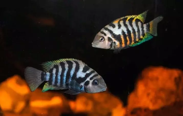 Zebra Cichlid (16 புகைப்படங்கள்): சிவப்பு மற்றும் நீலம், ஆரஞ்சு மற்றும் மால்கத்தேட், நீலம், மஞ்சள் மற்றும் மஞ்சள் மற்றும் பெண்கள் கோடுகள் மற்றும் மாளிகைகள் Zebra tsichlida 22301_5