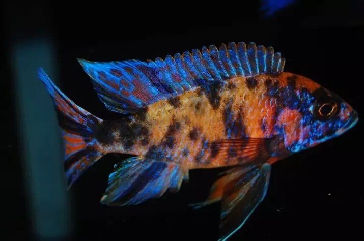 Zebra Cichlid (16 ဓာတ်ပုံ) - အနီရောင်နှင့်အပြာရောင်, လိမ္မော်ရောင်နှင့် marmalade, အပြာရောင်, အဝါရောင်, 22301_6