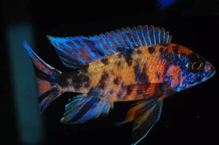 Zebra Cichlid (16 புகைப்படங்கள்): சிவப்பு மற்றும் நீலம், ஆரஞ்சு மற்றும் மால்கத்தேட், நீலம், மஞ்சள் மற்றும் மஞ்சள் மற்றும் பெண்கள் கோடுகள் மற்றும் மாளிகைகள் Zebra tsichlida 22301_6