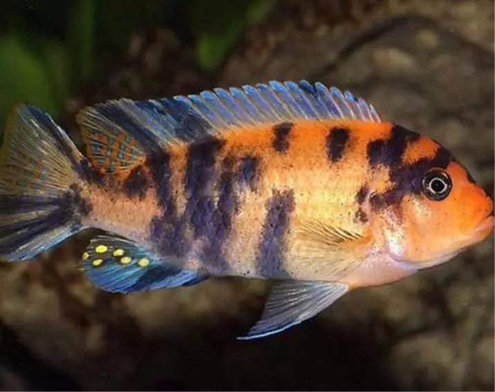 Zebra cichlid (16 bilder): röd och blå, orange och marmelad, blå, gul och randiga sorter av honor och män Zebra Tsichlida 22301_7