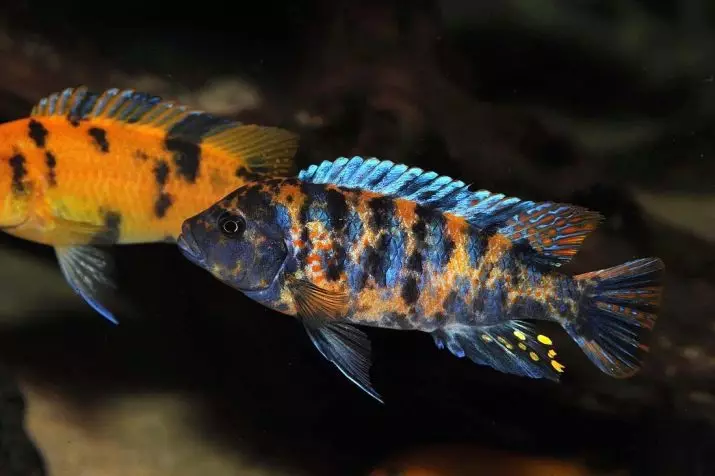 Zebra Cichlid (16 fotot): punane ja sinine, oranž ja marmelaad, sinine, kollane ja triibuline sordid naised ja mehed zebra tsichlida 22301_8