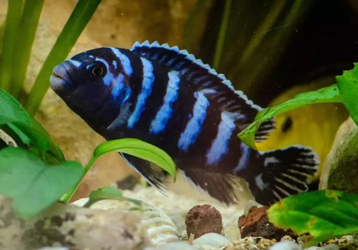 Zebra Cichlid (16 ფოტო): წითელი და ლურჯი, ნარინჯისფერი და მარმელადი, ლურჯი, ყვითელი და ზოლიანი სახეობები ქალები და მამაკაცი ზებრა ციჩლიდა 22301_9