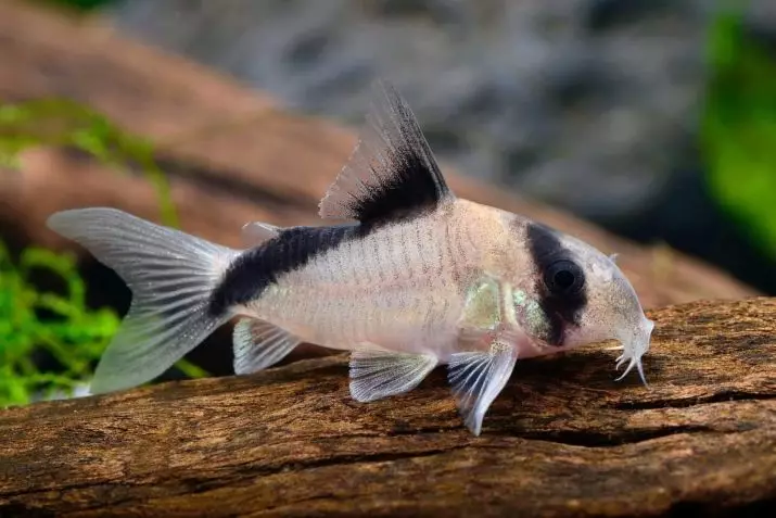 Coroïden (38 foto's): variëteiten van de vangsten, nuances van het fokken van aquarium SOMS. Wanneer begint de vis te spawnen? Wat te voeden? 22302_10