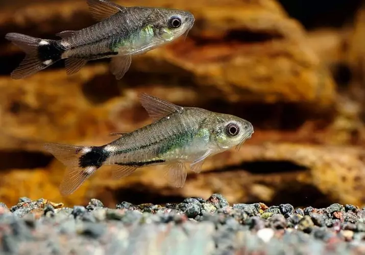 Coroids (38 fotos): variedades de capturas, matices de aquarium de reprodución SOMS. Cando comeza o peixe a desovar? Que alimentas? 22302_11