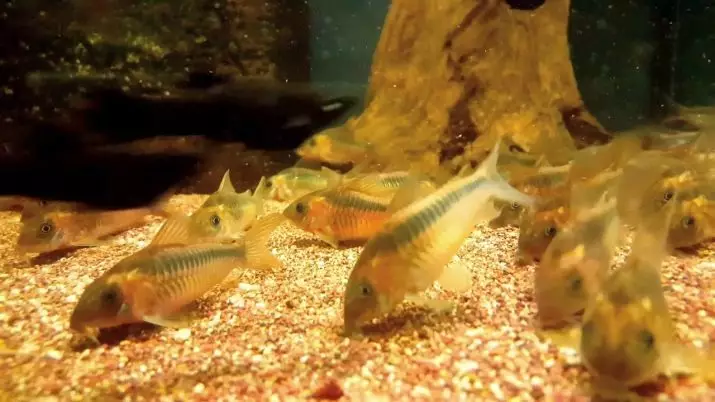 Coroids (38 fotos): variedades de capturas, matices de aquarium de reprodución SOMS. Cando comeza o peixe a desovar? Que alimentas? 22302_12
