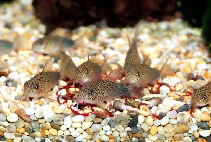Coroids (38 fotos): variedades de capturas, matices de aquarium de reprodución SOMS. Cando comeza o peixe a desovar? Que alimentas? 22302_13