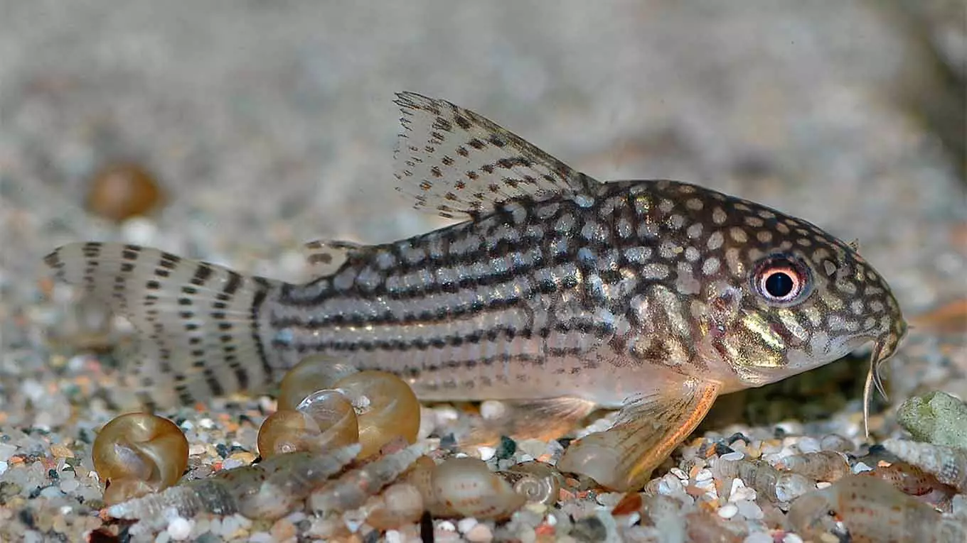 Coroids (38 fotos): variedades de capturas, matices de aquarium de reprodución SOMS. Cando comeza o peixe a desovar? Que alimentas? 22302_15