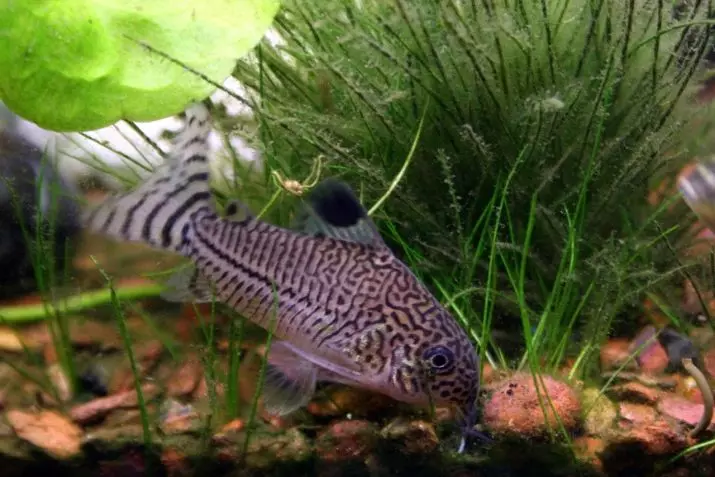 Coroids (38 fotos): variedades de capturas, matices de aquarium de reprodución SOMS. Cando comeza o peixe a desovar? Que alimentas? 22302_18