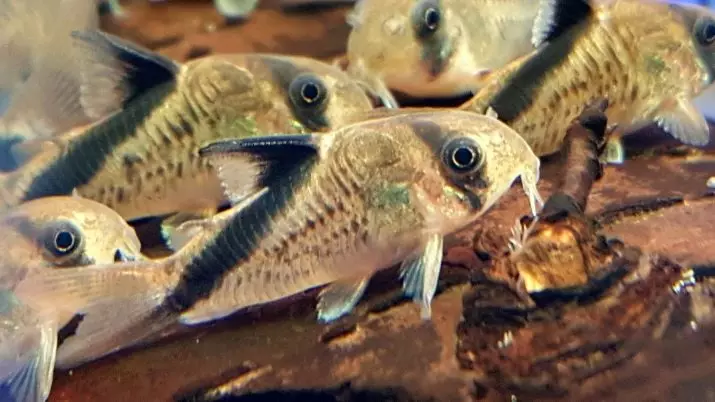 Coroids (38 fotos): variedades de capturas, matices de aquarium de reprodución SOMS. Cando comeza o peixe a desovar? Que alimentas? 22302_19
