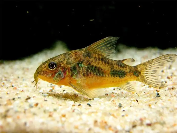 Coroids (38 fotos): variedades de capturas, matices de aquarium de reprodución SOMS. Cando comeza o peixe a desovar? Que alimentas? 22302_2