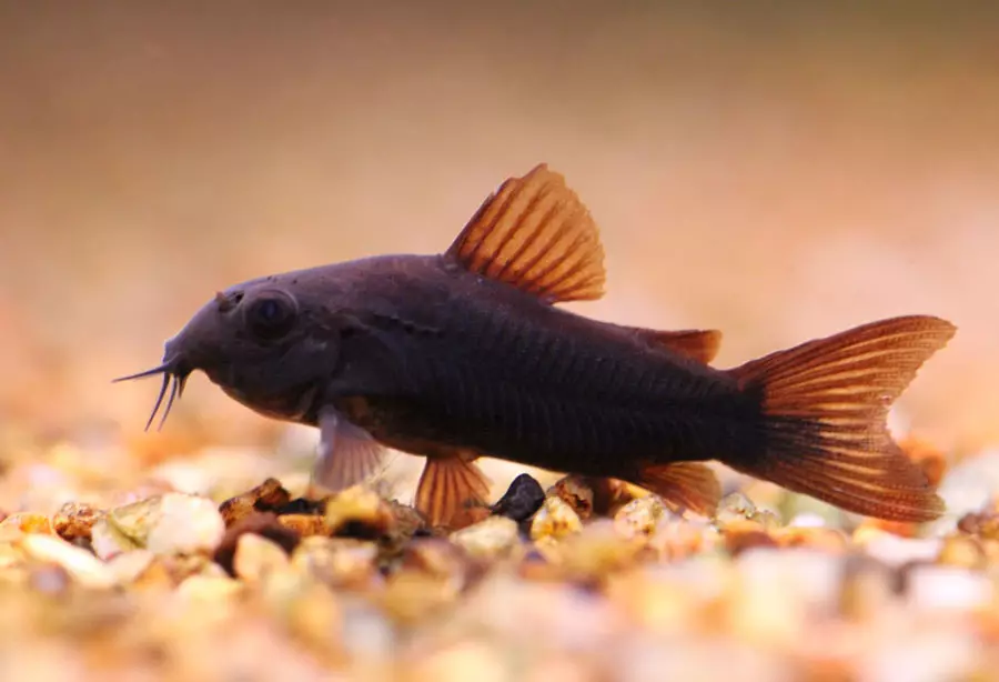 Coroida (38 foto): Varietas tangkapan, nuansa pembiakan akuarium soms. Kapan ikan mulai menelurkan? Apa yang harus diakannya? 22302_21