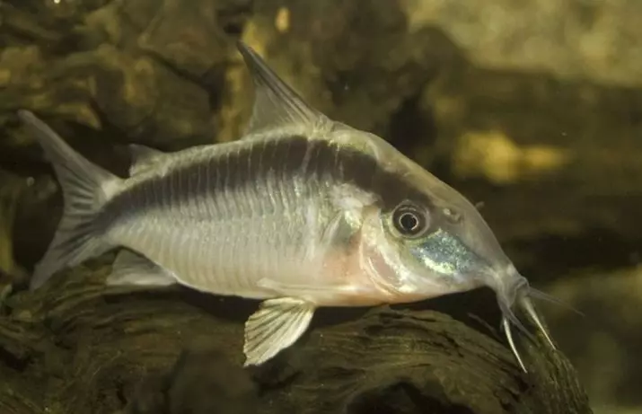 Coroïden (38 foto's): variëteiten van de vangsten, nuances van het fokken van aquarium SOMS. Wanneer begint de vis te spawnen? Wat te voeden? 22302_24