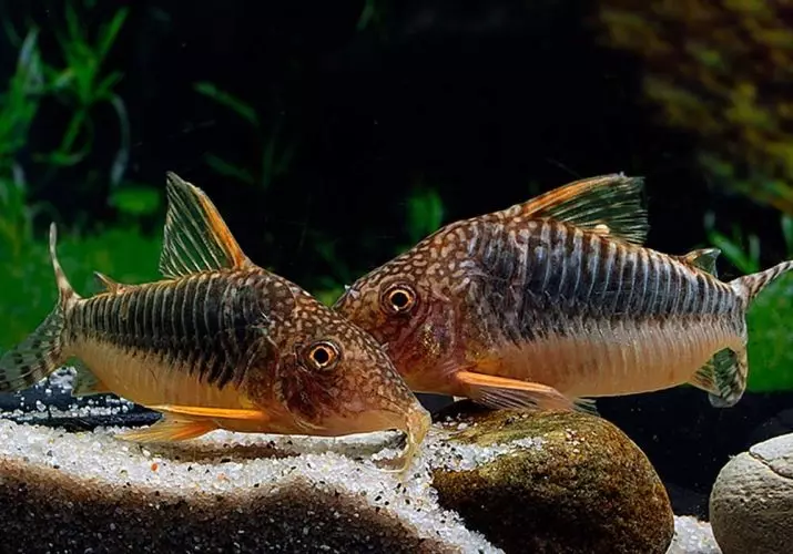 Coroids (38 fotos): variedades de capturas, matices de aquarium de reprodución SOMS. Cando comeza o peixe a desovar? Que alimentas? 22302_25