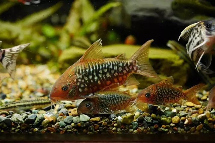 Coroïden (38 foto's): variëteiten van de vangsten, nuances van het fokken van aquarium SOMS. Wanneer begint de vis te spawnen? Wat te voeden? 22302_3