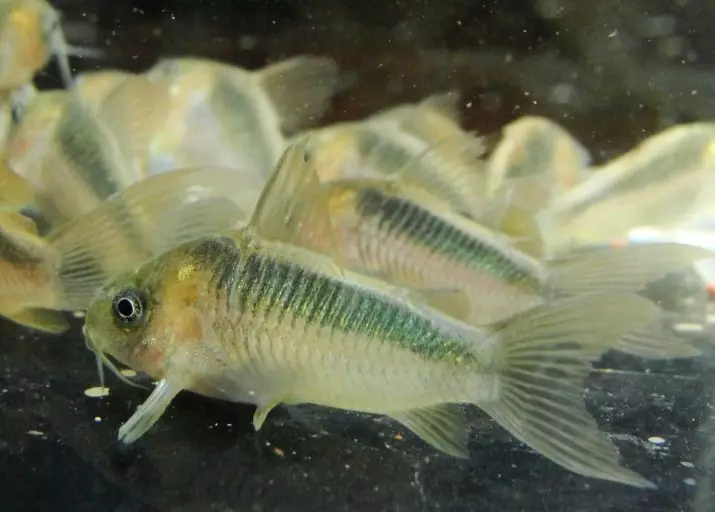 Coroids (38 fotos): variedades de capturas, matices de aquarium de reprodución SOMS. Cando comeza o peixe a desovar? Que alimentas? 22302_31