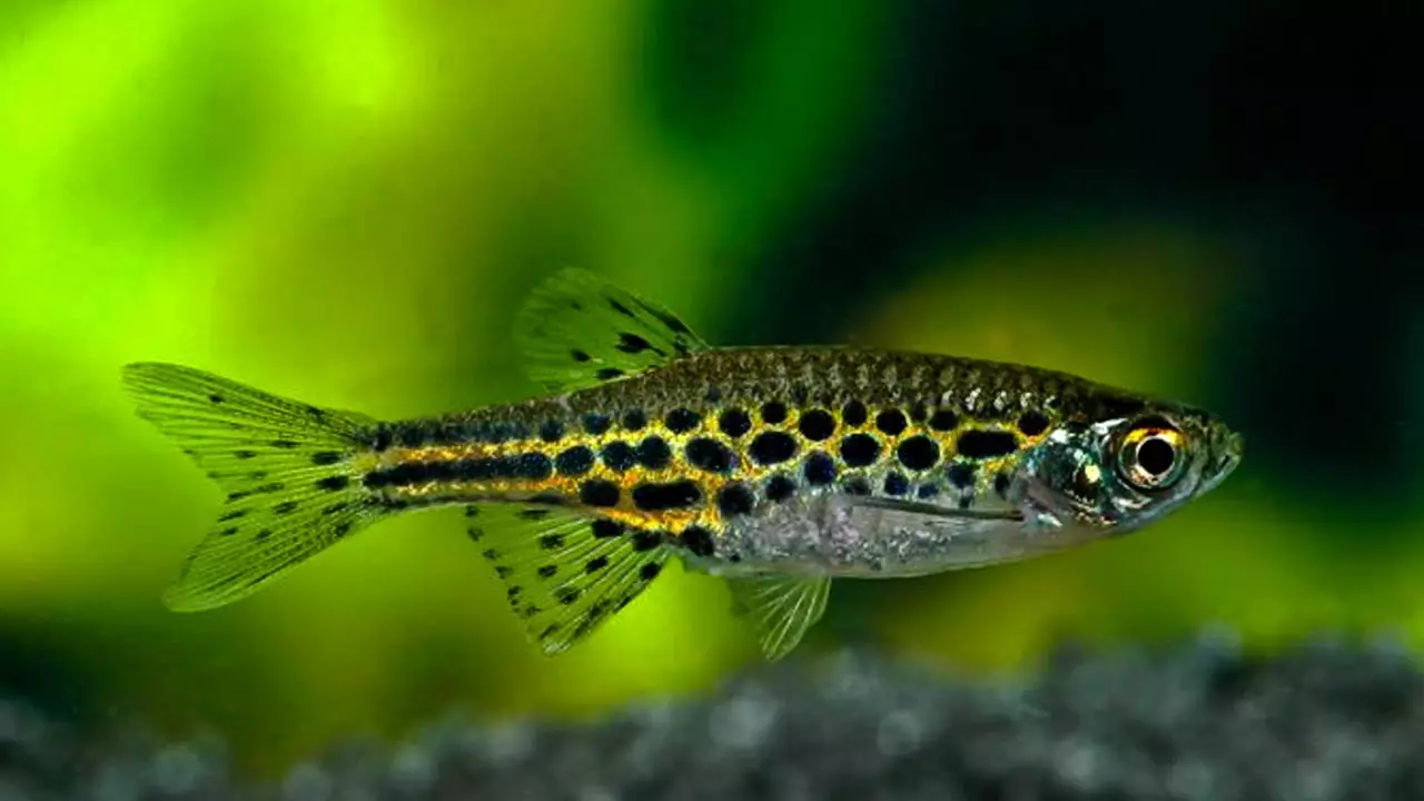 Coroids (38 fotos): variedades de capturas, matices de aquarium de reprodución SOMS. Cando comeza o peixe a desovar? Que alimentas? 22302_34