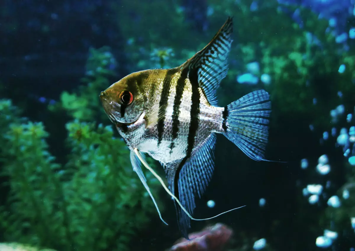 Coroïden (38 foto's): variëteiten van de vangsten, nuances van het fokken van aquarium SOMS. Wanneer begint de vis te spawnen? Wat te voeden? 22302_35