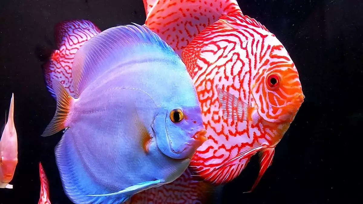 Coroïden (38 foto's): variëteiten van de vangsten, nuances van het fokken van aquarium SOMS. Wanneer begint de vis te spawnen? Wat te voeden? 22302_36