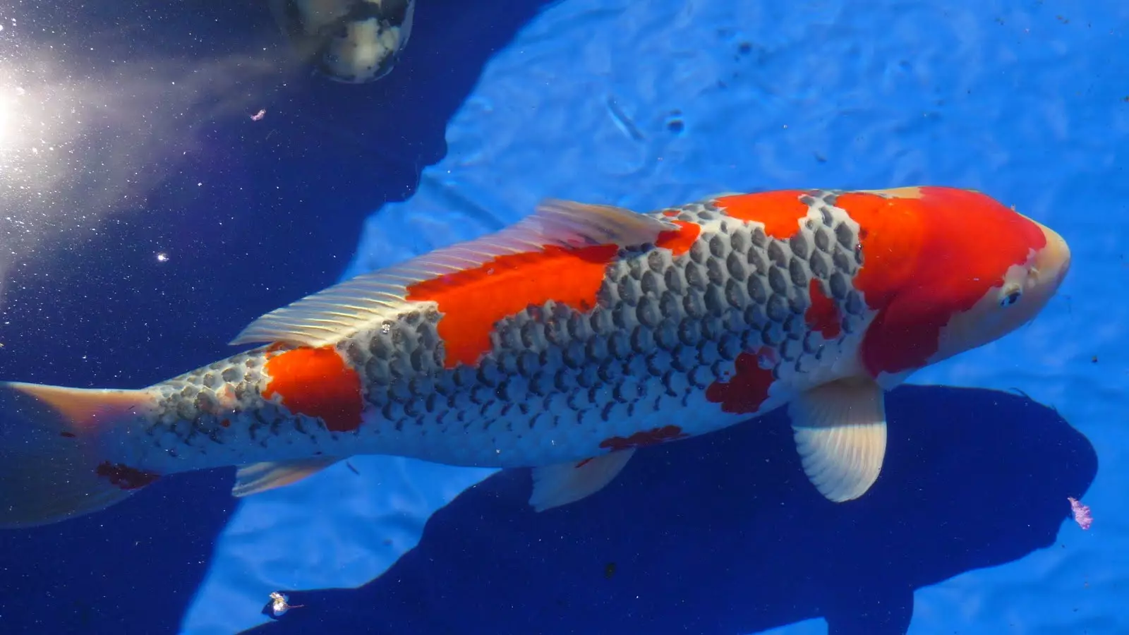 Coroids (38 fotos): variedades de capturas, matices de aquarium de reprodución SOMS. Cando comeza o peixe a desovar? Que alimentas? 22302_37