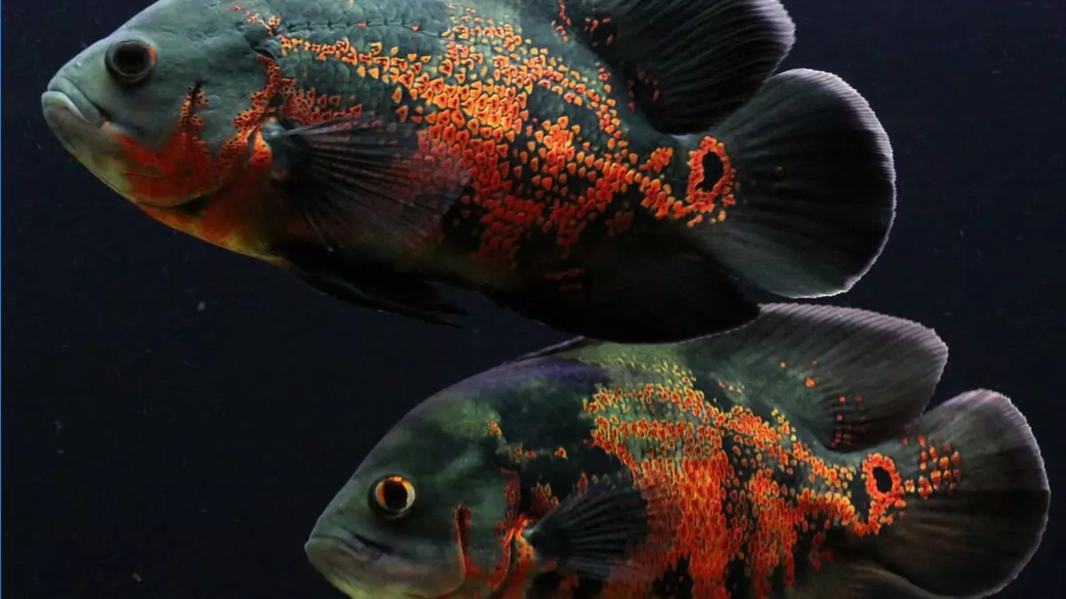 Coroids (38 fotos): variedades de capturas, matices de aquarium de reprodución SOMS. Cando comeza o peixe a desovar? Que alimentas? 22302_38
