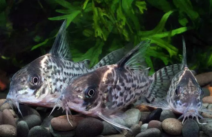 Coroids (38 fotos): variedades de capturas, matices de aquarium de reprodución SOMS. Cando comeza o peixe a desovar? Que alimentas? 22302_5