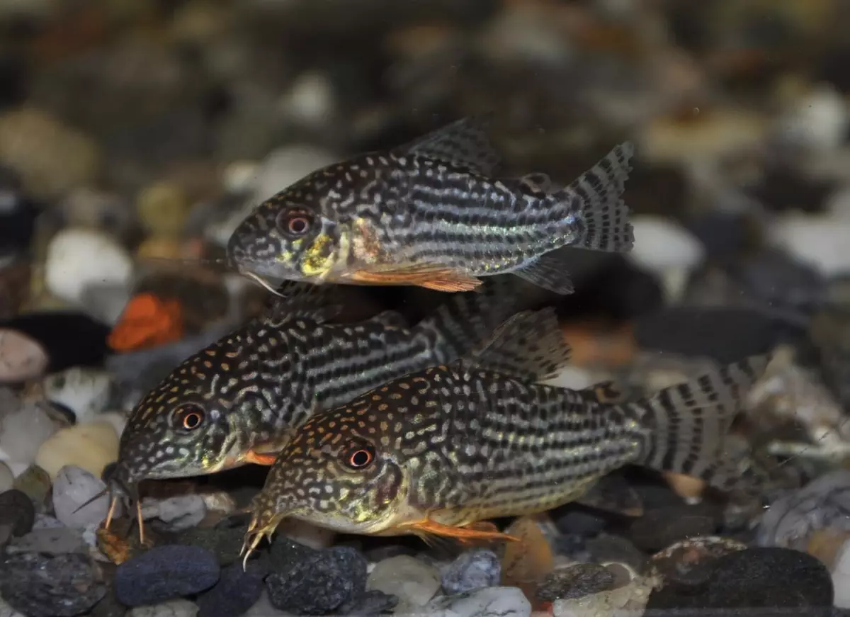 Coroids (38 fotos): variedades de capturas, matices de aquarium de reprodución SOMS. Cando comeza o peixe a desovar? Que alimentas? 22302_6