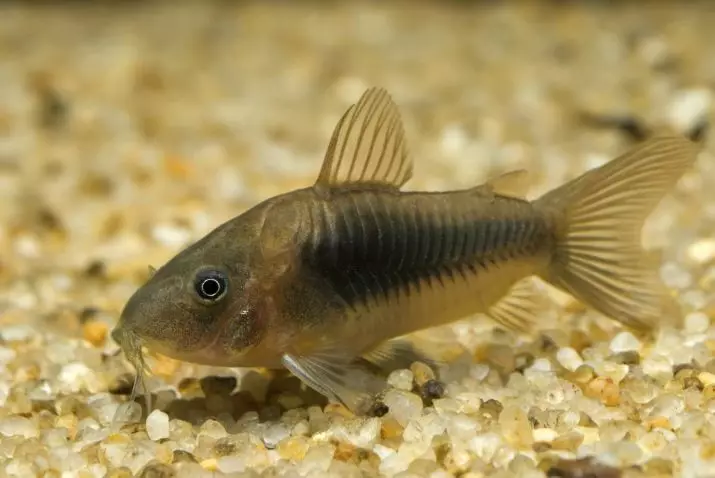 Coroids (38 fotos): variedades de capturas, matices de aquarium de reprodución SOMS. Cando comeza o peixe a desovar? Que alimentas? 22302_8