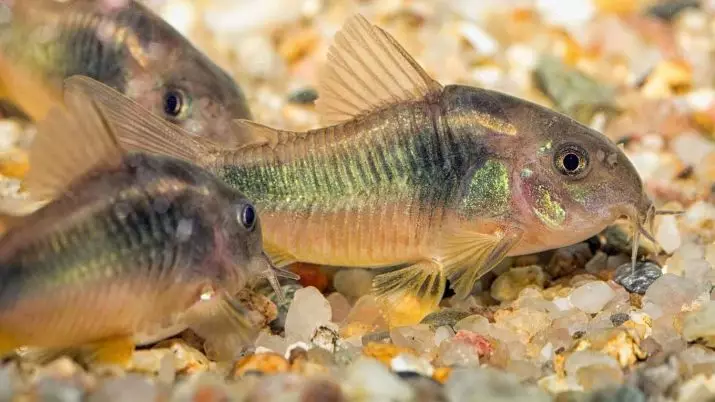 Coroids (38 fotos): variedades de capturas, matices de aquarium de reprodución SOMS. Cando comeza o peixe a desovar? Que alimentas? 22302_9
