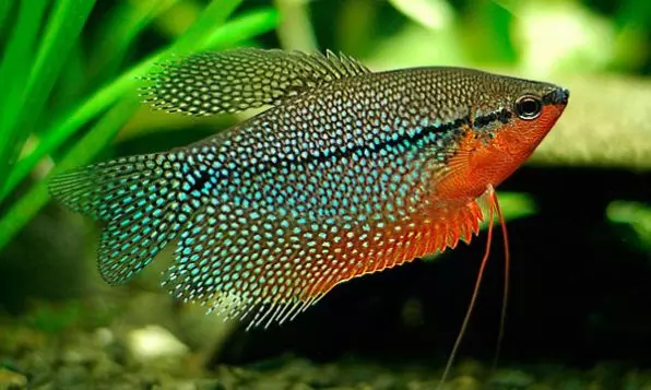 Com distingir el mascle de Gourami femení? 7 Com es determina el peix de colors de la foto de sexe? Diferències entre nens i nenes 22306_2