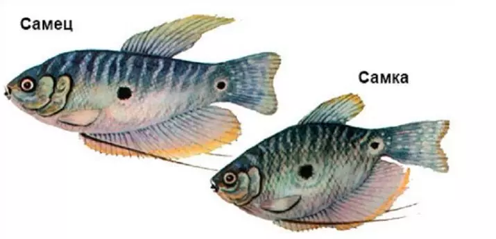 Wie unterscheidet man eine weibliche Gourah von männlich? 7 Foto Wie ermittelt man den Boden des Fisches? Unterschiede von Mädchen und Jungen 22306_4