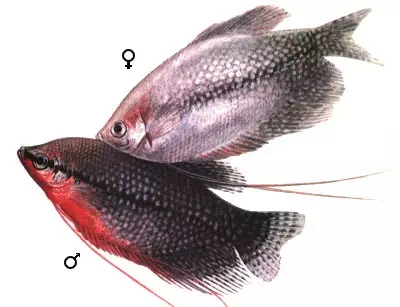 Como distinguir unha gaurah feminina do macho? 7 foto Como determinar o chan do peixe? Diferenzas de nenas e nenos 22306_6