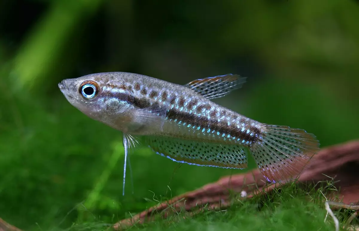 Labyrinth Fish (30 larawan): Isang listahan ng mga uri ng isda ng aquarium na may mga pangalan. Paano pumili ng isda na naninirahan nang walang aeration para sa aquarium? 22308_12