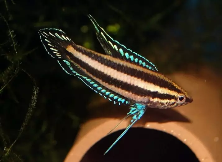 Labyrinth Fish (30 larawan): Isang listahan ng mga uri ng isda ng aquarium na may mga pangalan. Paano pumili ng isda na naninirahan nang walang aeration para sa aquarium? 22308_13