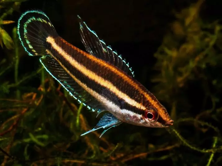 Labirint vis (30 foto's): 'n lys van tipes akwarium visse met name. Hoe om vis leef sonder deurlugting vir akwarium te kies? 22308_14