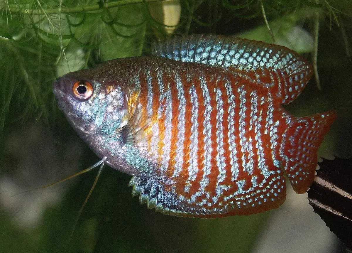 Labyrinth Fish (30 larawan): Isang listahan ng mga uri ng isda ng aquarium na may mga pangalan. Paano pumili ng isda na naninirahan nang walang aeration para sa aquarium? 22308_15