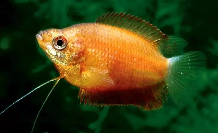 Labirint vis (30 foto's): 'n lys van tipes akwarium visse met name. Hoe om vis leef sonder deurlugting vir akwarium te kies? 22308_17