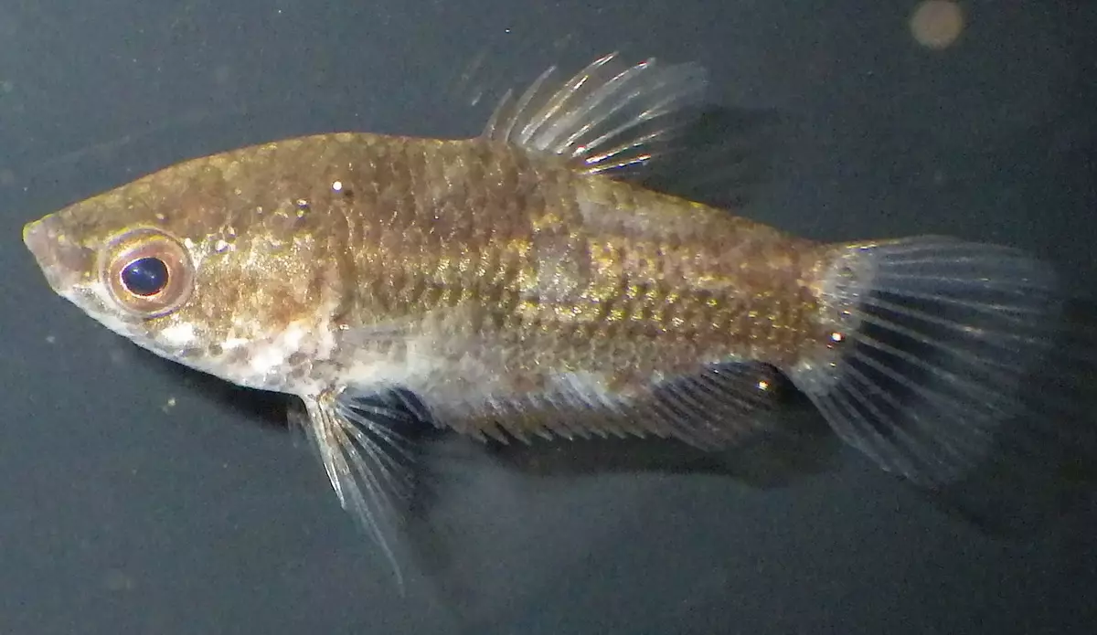 Labirint vis (30 foto's): 'n lys van tipes akwarium visse met name. Hoe om vis leef sonder deurlugting vir akwarium te kies? 22308_19