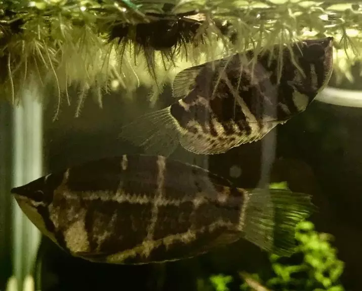 Labyrinth Fish (30 larawan): Isang listahan ng mga uri ng isda ng aquarium na may mga pangalan. Paano pumili ng isda na naninirahan nang walang aeration para sa aquarium? 22308_20